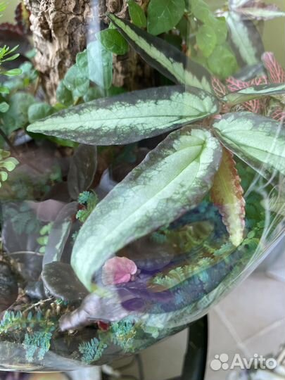 Растения для террариума