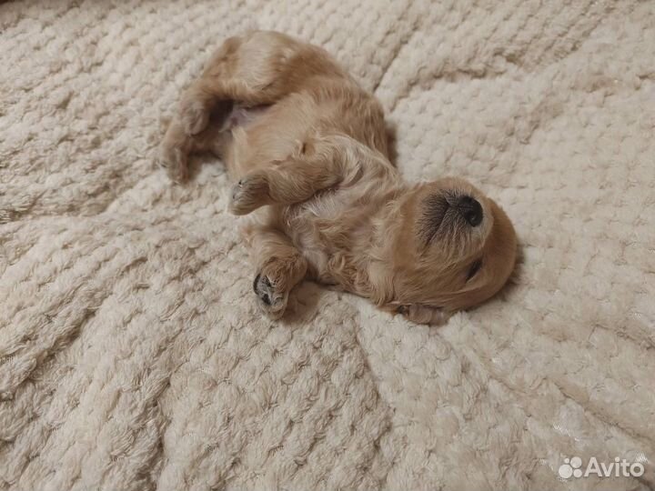 Мальтипу микро