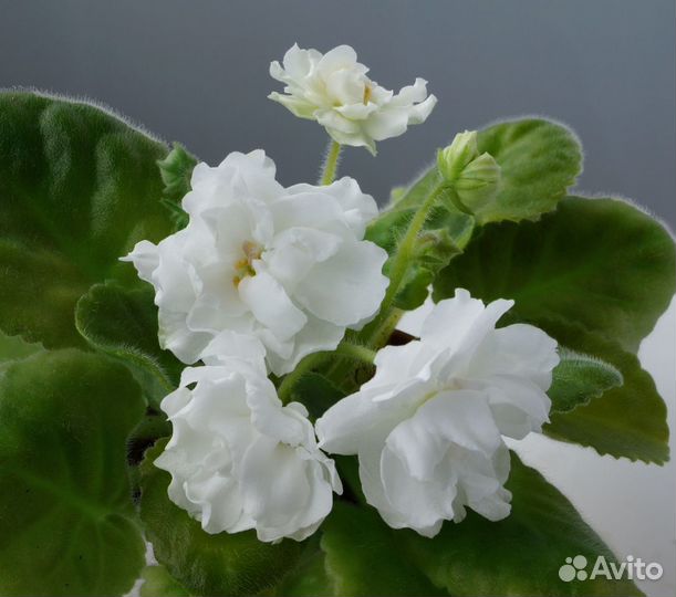 Фиалки сортовые