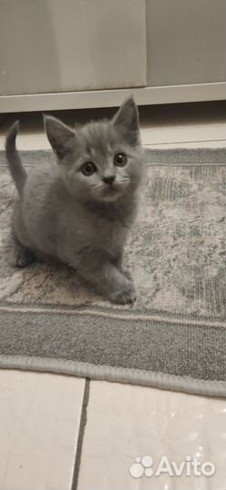 Шотландские котята
