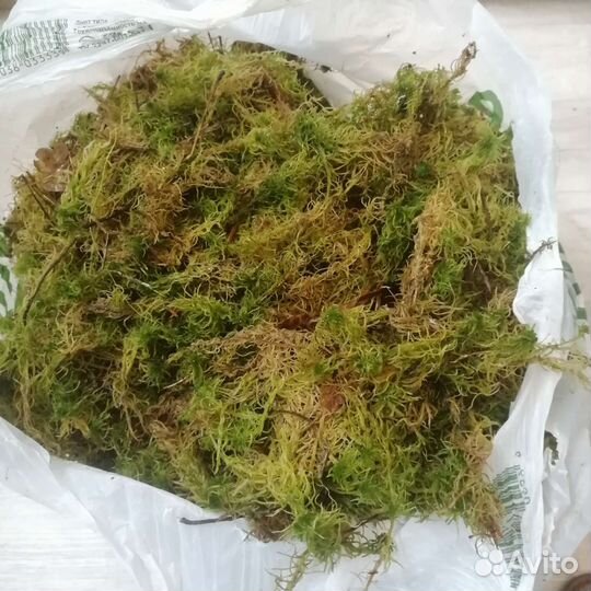 Мох сфагнум, интерьерный наполнитель