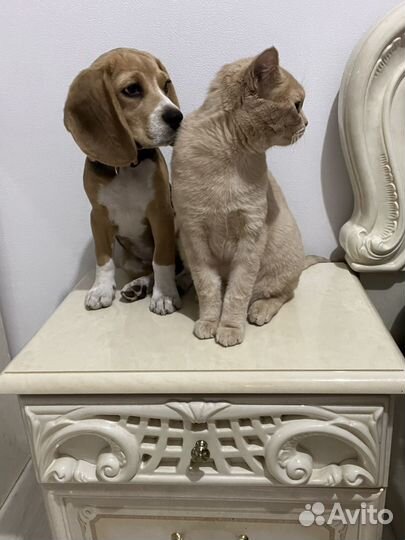 Щенки бигль девочка