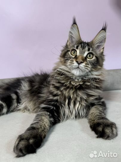 Мейн-кун девочка