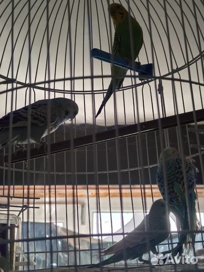 Волнистый попугай и корелла