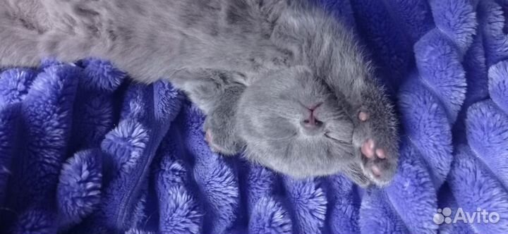Шотландский кот