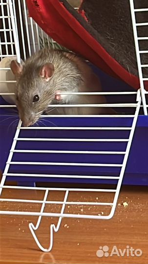 Крыса с клеткой