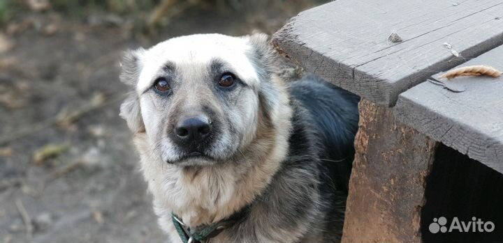 Собака в добрые руки