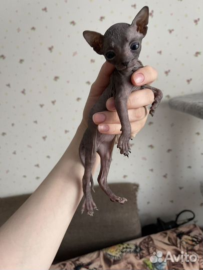 Котята сфинкс