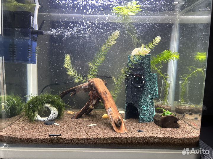Аквариум 20 литров с рыбками и оборудованием