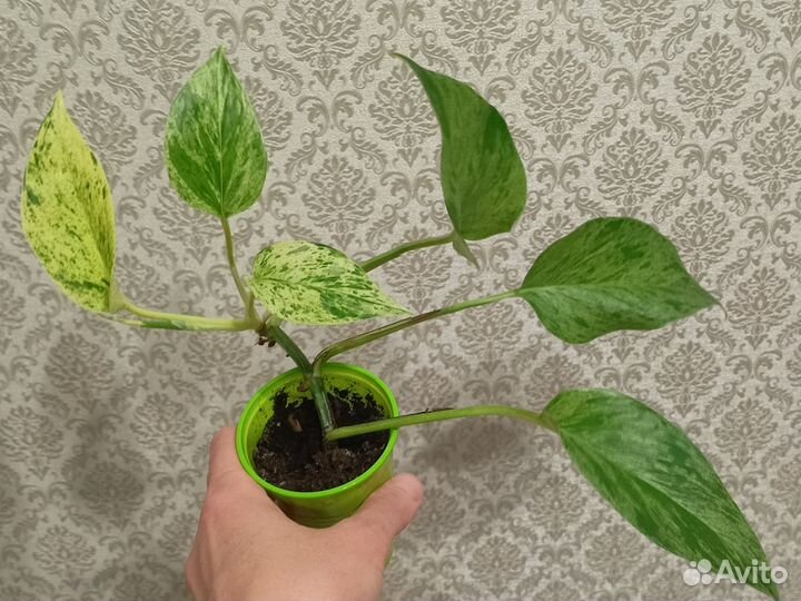 Сциндапсус, эпипремнум