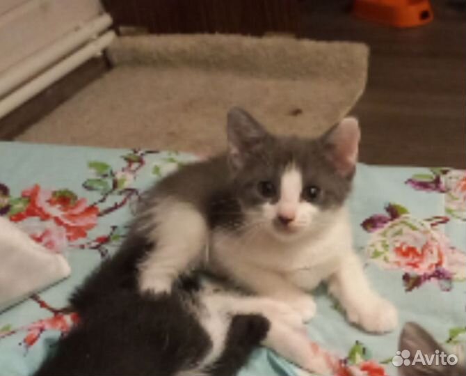 Котята в самые добрые руки