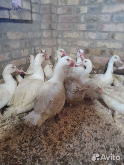 Плимутрок белый.Мехеленская кукушка белая петушки