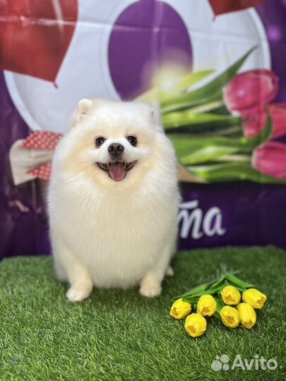 Гоуминг/Стрижка собак,Стрижка кошек