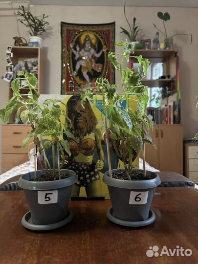 Комнатные растения фикусы/колеусы Другое