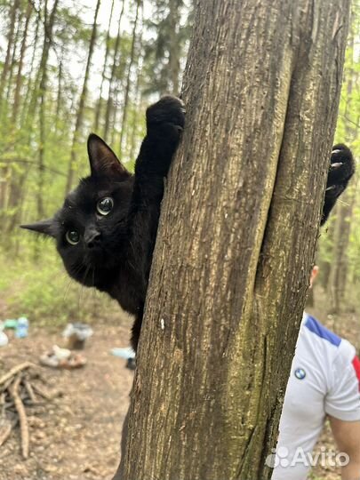 Отдам в добрые руки