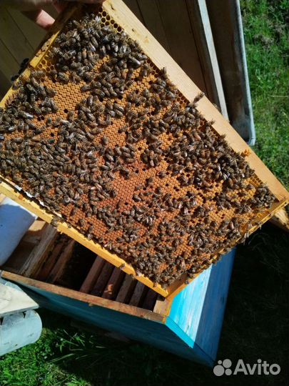 Пчеламатки