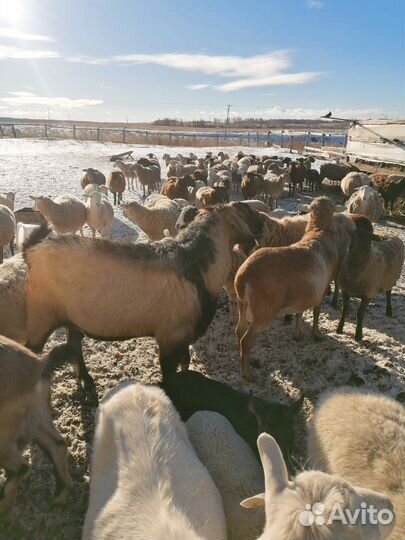 Мясо катумской баранины