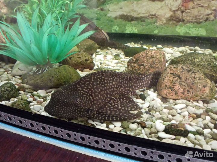 Аквариумные рыбы