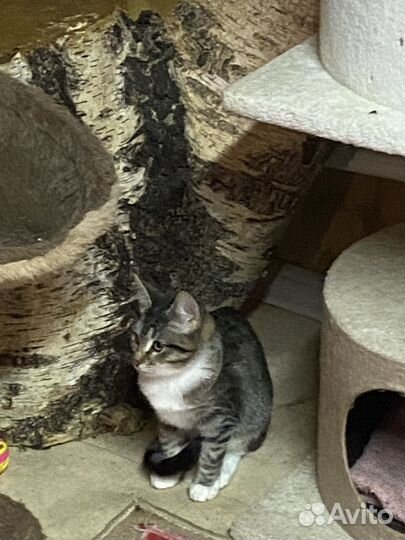 Воспитанные малыши