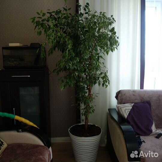 Бенджамина