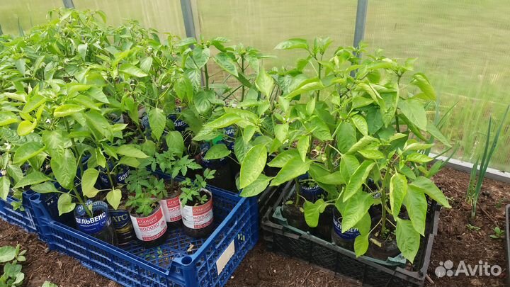 Рассада помидор и перцев