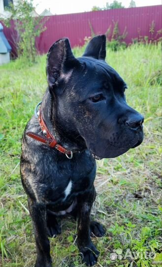 Щенки кане корсо бесплатно