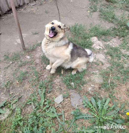 Собака в добрые руки