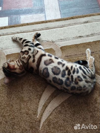 Кот бенгал, вязка