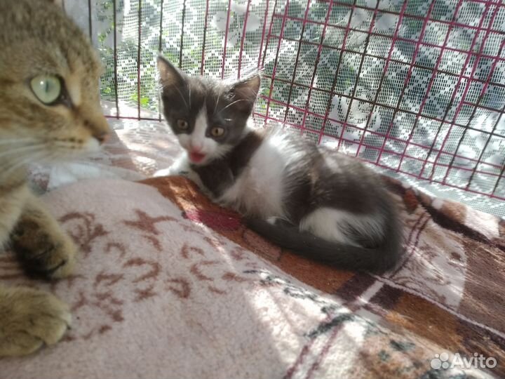 Отлов кошек, котов, котят