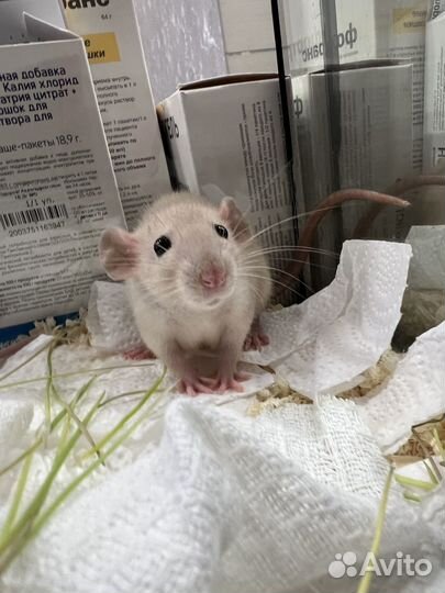 Крыса Дамбо хаски голубая и сиамская