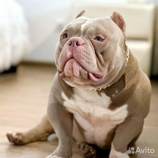 Кобель для вязки американский булли