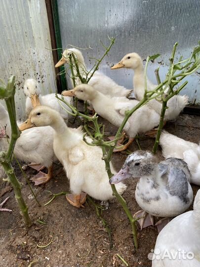 Утята подрощенные