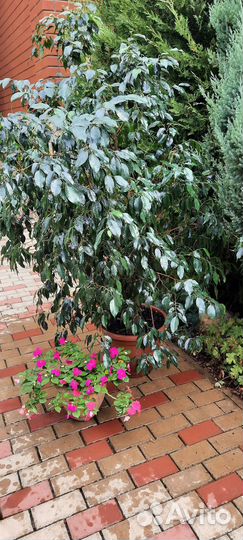 Фикус бенджамина