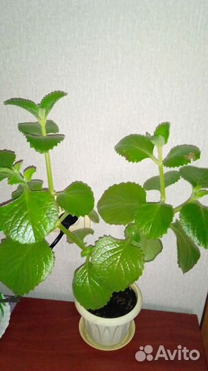 Комнатная мята