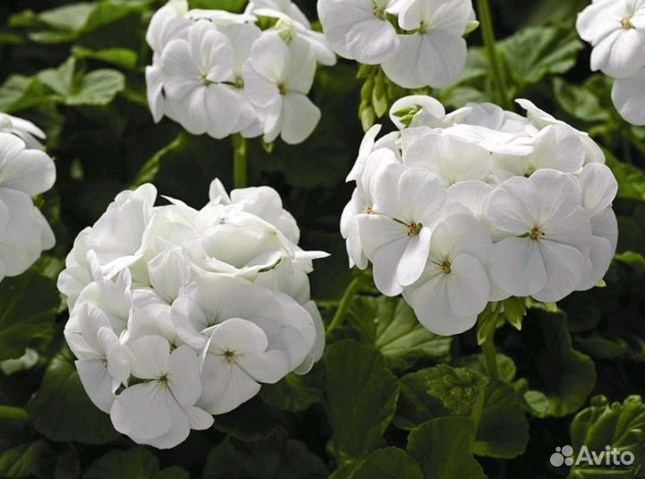 Пеларгония зональная 