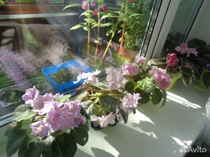 Сортовые фиалки