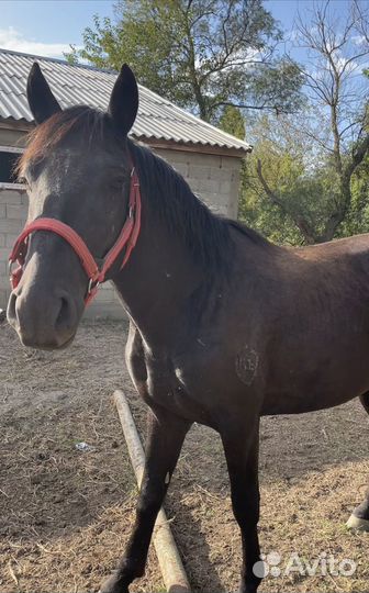 Жеребец карачаевской породы