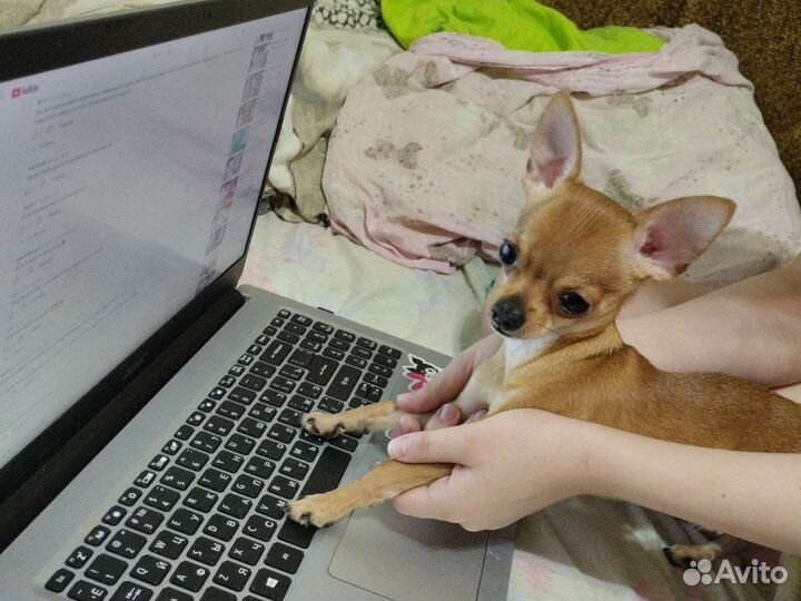 Случка собак