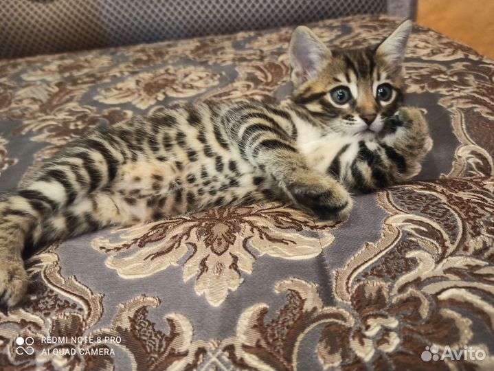 Бенгальская кошка