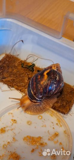 Улитки ахатины бесплатно