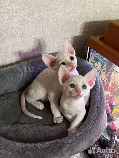 Котята корниш-рекс