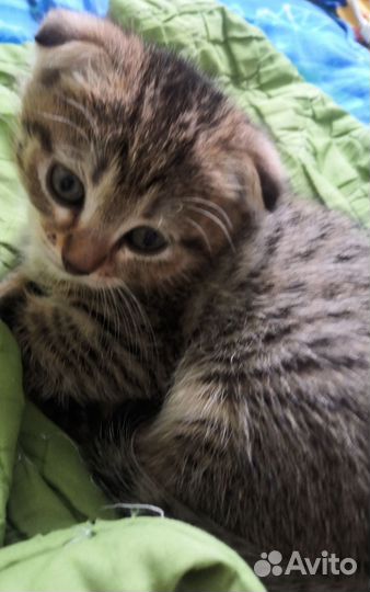 Британская вислоухая кошечка