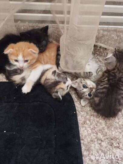 Котята в добрые руки бесплатно