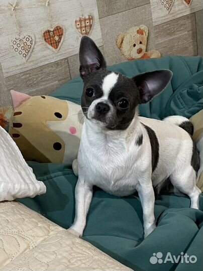 Щенки чихуахуа