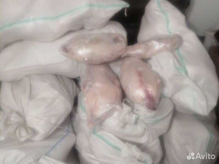 Гуси утки домашнии из омска