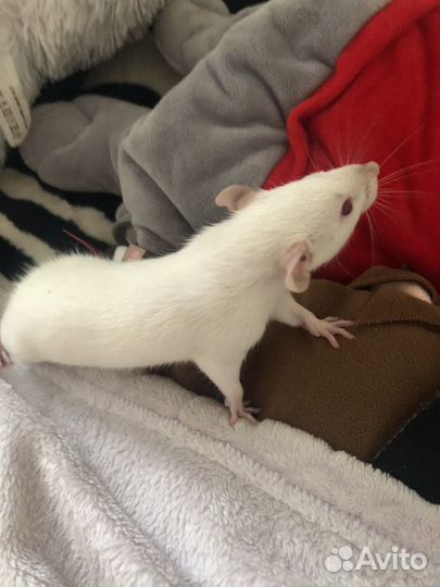 Крыса с клеткой