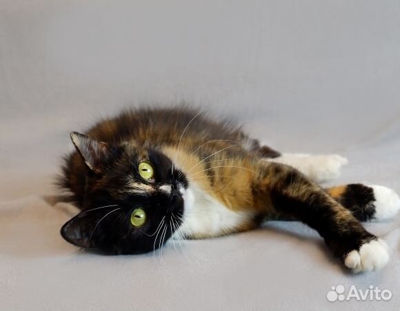 Мегаласковая кошка Ириска ищет дом