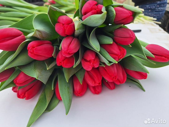Тюльпаны оптом и в розницу