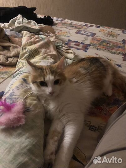 Кошка