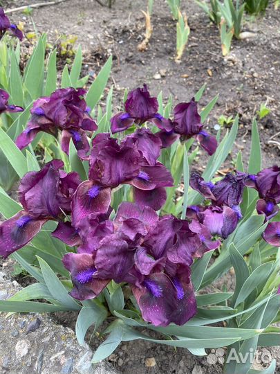 Ирисы карликовые желтые и фиолетовые